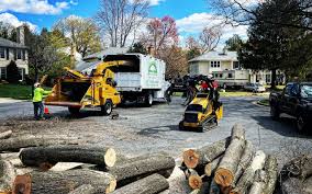 Best Palm Tree Trimming  in Avon, MN