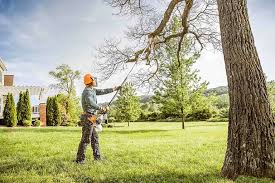 Best Tree Cabling and Bracing  in Avon, MN