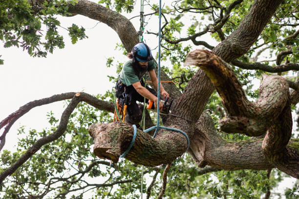 Best Root Management and Removal  in Avon, MN