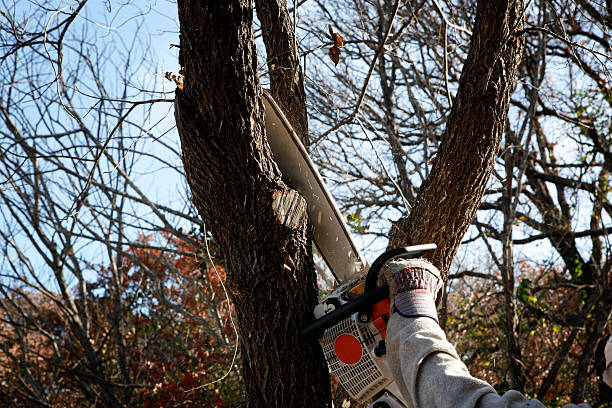 Best Fruit Tree Pruning  in Avon, MN