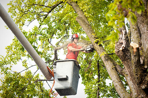 Trusted Avon, MN Tree Services Experts