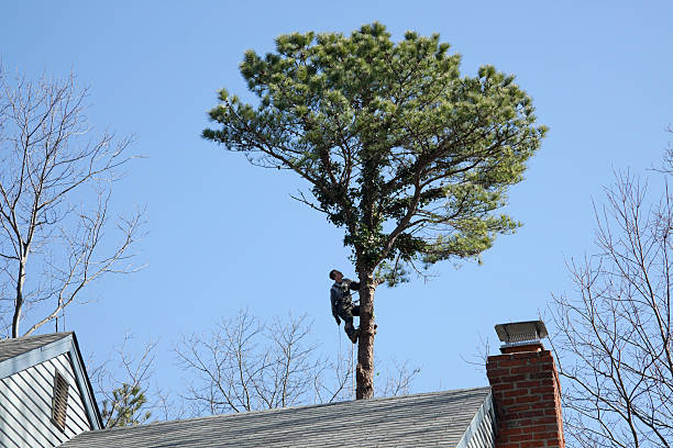 Best Commercial Tree Services  in Avon, MN