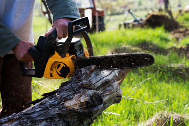 Best Tree Removal Service  in Avon, MN