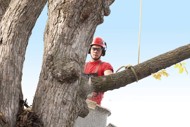 Best Hedge Trimming  in Avon, MN